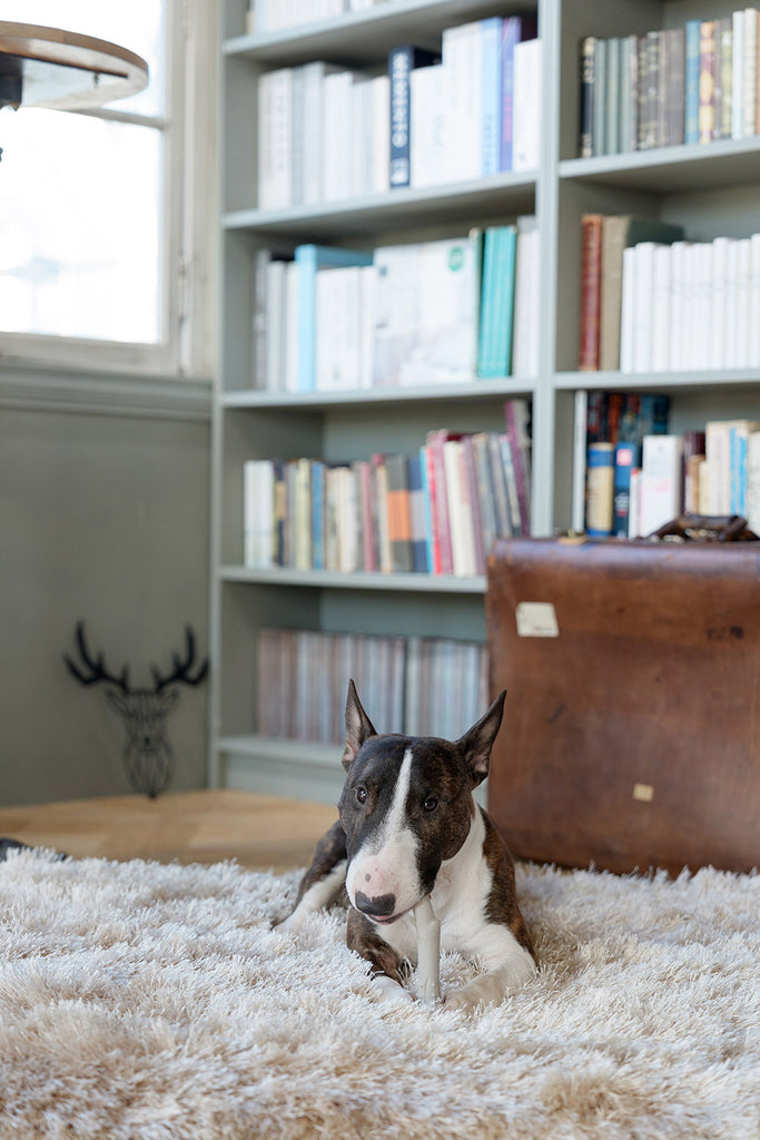 新商品 - New Arrival - | DADWAY PET DEPARTMENT