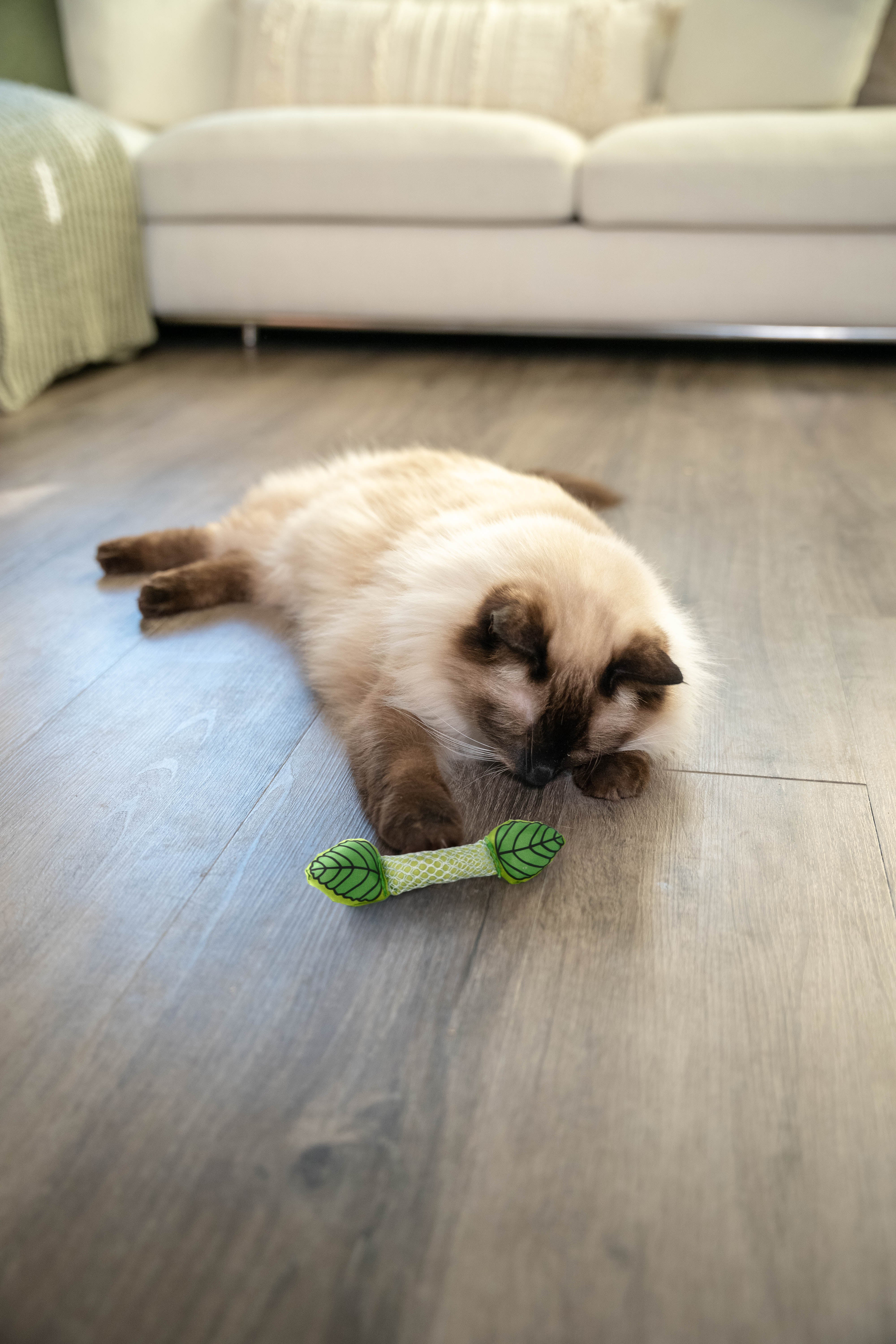 Petstages フレッシュミント・スティック | DADWAY PET DEPARTMENT