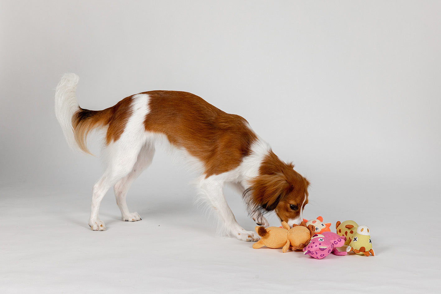 サファリ・プラッシュトイ／S／ライオン | DADWAY PET DEPARTMENT