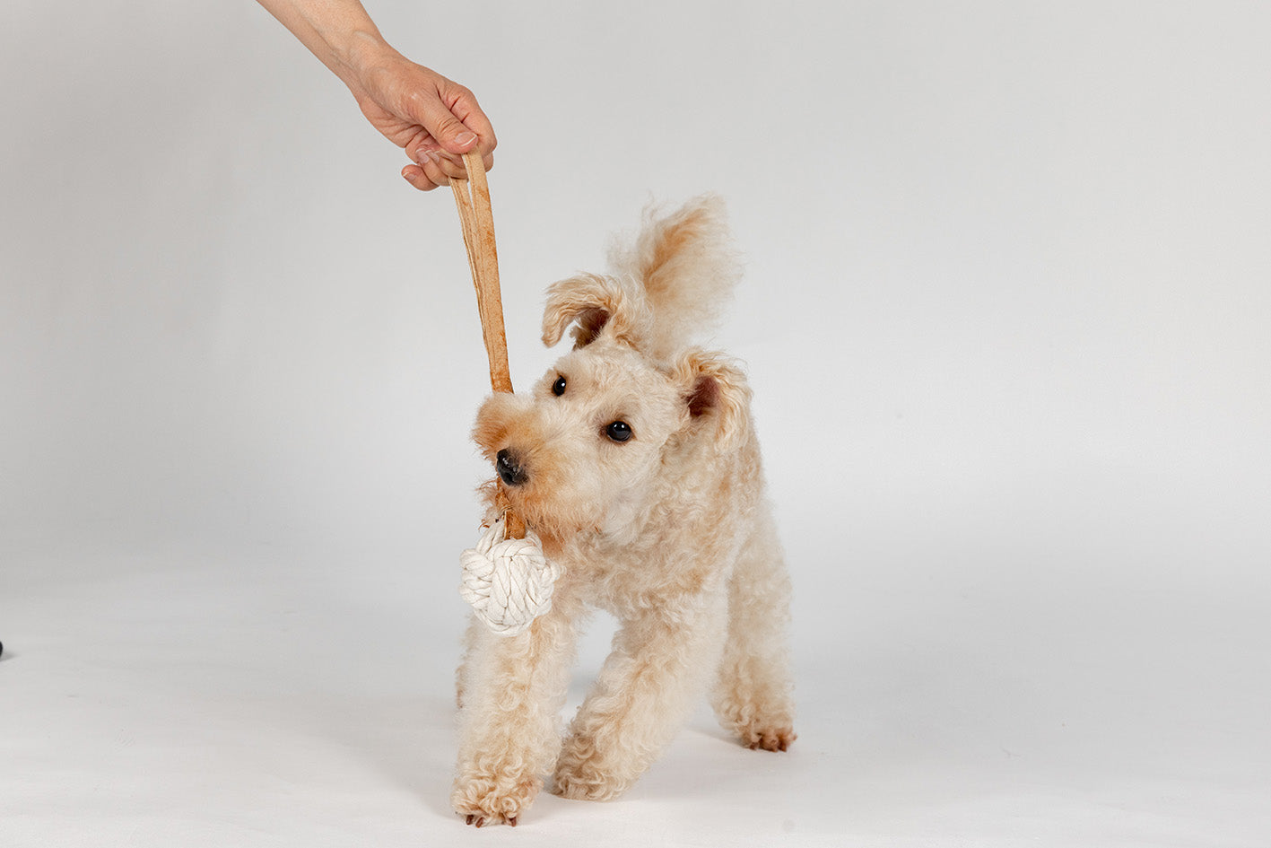 CHUMS コットンバディフット ベージュ レザー＆コットン・トイ／ボール | DADWAY PET DEPARTMENT